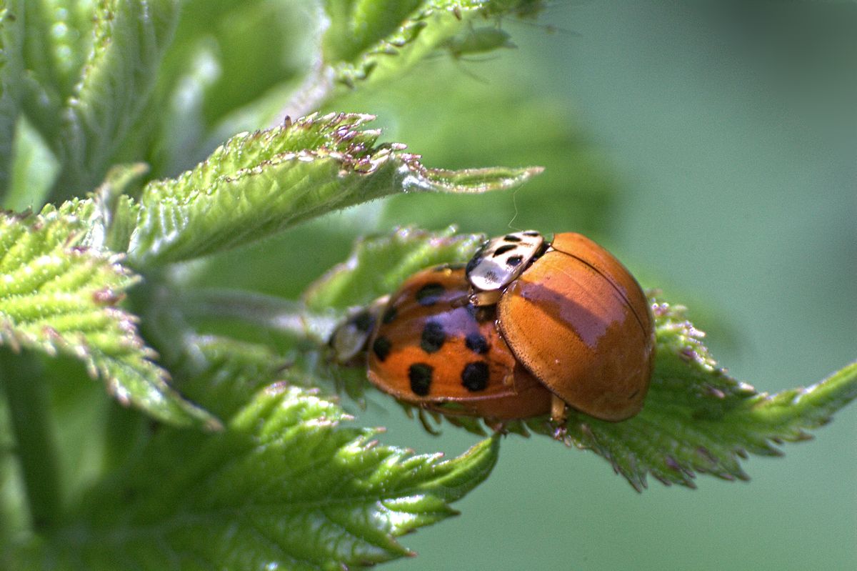 Harmonia axyridis - accoppiamento